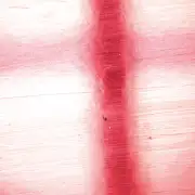 aut&oacute;mos&aacute;s; aut&oacute;&aacute;pol&aacute;s; aut&oacute;tiszt&iacute;t&aacute;s, &Uacute;jonnan Pol&iacute;rozott Lakkoz&aacute;s